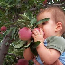 Apple Annie's Apple Harvest Celebration