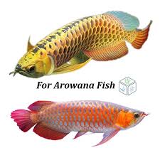 animal arowana hikari food sticks 250g carnivore arowana fish power blue highback giant platinum expensive big chili red gold best cat food carnivores animals