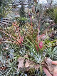 Image result for Bulbostylis clarkeana
