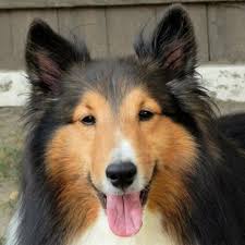The muzzle is short and slightly pointed, short nose. Shetland Sheepdog Oakdale Veterinary Group