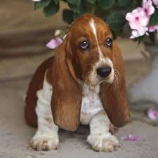 The basset hound is a wonderful hunting and companion breed and fits well in most family settings. The Miniature Basset Hound Basset Hound Breeders And Information