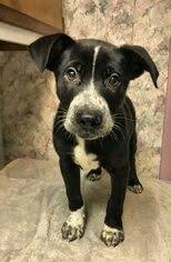 Australian Shepherd Pitbull Mix Black And White Australian Shepherd Great Dane Mix Australian Shepherd Hybrid Dogs Shepherd Mix Dog