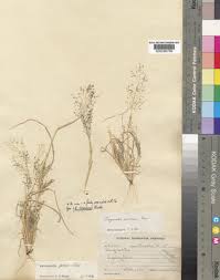 Image result for Eragrostis porosa