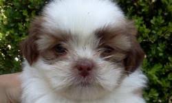Shih tzu puppies branson mo. Shih Tzu Puppies Price 250 00 For Sale In Belle Missouri Best Pets Online