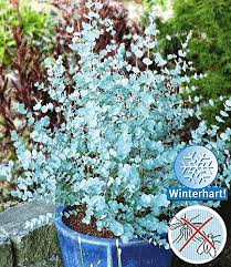 Baldur Garten Winterharter Eukalyptus Azura 1 Pflanze Eucalyptus Gunni Amazon De Garten Eukalyptus Azura Winterhart Winterharte Pflanzen Garten