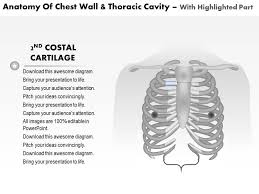 Jugular notch, sternoclavicular joint, superior border of clavicle, acromion , spinous processes of c7 inferior: 0514 Anatomy Of Chest Wall And Thoracic Cavity Medical Images For Powerpoint Graphics Presentation Background For Powerpoint Ppt Designs Slide Designs