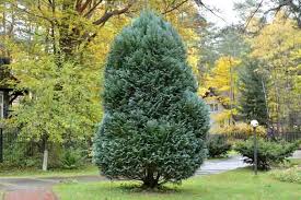 Image result for Platycladus orientalis