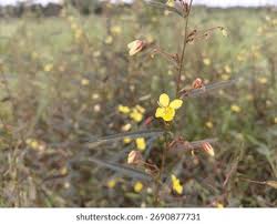 Image result for Chamaecrista mimosoides