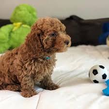 Located in austin, texas, where our canines can grow up to be beautiful, healthy, active golden retrievers who are very well loved, trained, and bred. Austin Teacup Labradoodle Mini Doodle Dogs Toy Labradoodle Puppies Teacup Labrad Austin Doodle Labradoodle Labradoodle Puppy Labradoodle Toy Dog Breeds