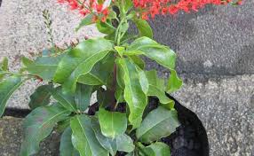 Image result for Combretum microphyllum