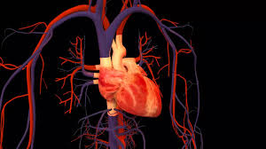 Human Heart Google Search 3d Heart Heart Disease Cancer