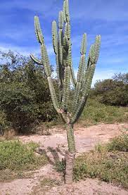 An asset gets locked/burned on one blockchain and then a representation of the same asset gets released in the other blockchaine. Photograph Of The Cereus Forbesii Native Cactus Of Arid Regions Of Download Scientific Diagram