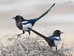 We do not have sole use of the building, which means that we were setting up and breaking down the equivalent of a full nursery provision each time we opened. Black Billed Magpie Nesting Behavior Feathered Photography