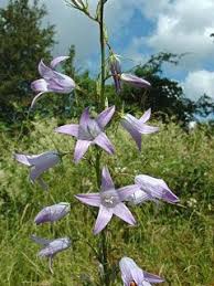 Rampion Bellflower Rapunzel Ornamental Herb And Vegetable With Health Benefits Plants Edible Plants Edible Garden