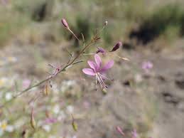 Image result for Cleome stricta