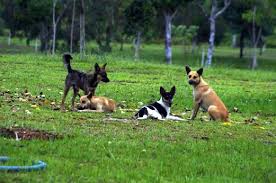 Sebagai penyakit tertentu merebak di banyak benua atau di seluruh dunia, ia menjadi pandemik. Kes Gigitan Anjing Meningkat Di Tiga Negeri