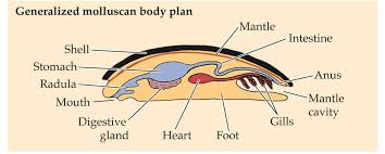 Complex Invertebrates Topic 11a Molluscs Invertebrates Molluscs Biology