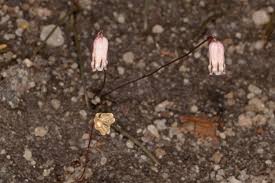 Image result for Litanthus pusillus