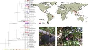 Image result for Oreobambos buchwaldii