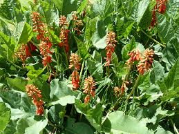 Image result for Erythrina zeyheri