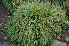 Image result for Ophiopogon