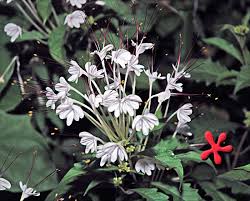 Image result for Clerodendrum incisum
