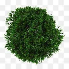 Tree Clipart Clipart Green Leaves Decorative Material Tree Decorative Material Tree Plan Photoshop Tree Photoshop Tree Plan 15+ hedges png images for your graphic design, presentations, web design and other projects. pinterest