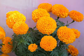 Amazing and most beautiful marigold flowers pictures*****audio courtesy: Page 3 Royalty Free Calendulae Photos Free Download Pxfuel