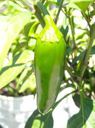 Cook your ground meat over medium heat until its cooked, then carefully remove any of the fat. Jalapeno Pepper Varieties Which One Will You Grow Grow Hot Peppers