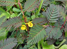 Image result for Chamaecrista grantii