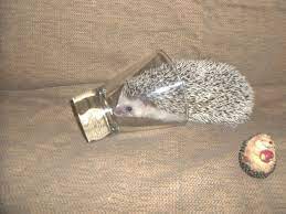 We did not find results for: Why Doesn T Petsmart Have Hedgehogs For Adoption Quora