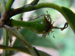 Image result for Trilepisium madagascariense