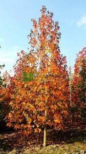 40 m'ye kadar boylanan yaprak döken türkiye'de doğal yayılış gösteren kalın dallı ve geniş tepeli ağaçlardır. Ù…ÙŠØ¹Ø© Ø³Ø§Ø¦Ù„Ø© Ø£Ù…ÙŠØ±ÙƒÙŠØ© Liquidambar Styraciflua Pyramidale Altingiaceae Sms Marmara Group