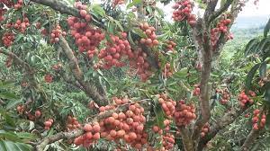 Top 19 Đặc sản không thể bỏ qua ở Bắc Giang - Toplist.vn