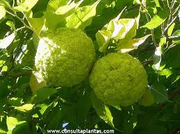 Image result for Maclura africana