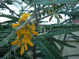 Image result for Sesbania rostrata