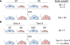 Sex Hormones And Sex Chromosomes Cause Sex Differences In