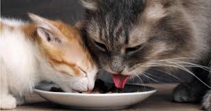 We researched the best options to suit your pet's dietary needs. When Is A Good Time To Transition Cats From Kitten Food To Adult Food Petcoach