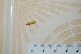 Mites Alimentaires Le Journal De Magel