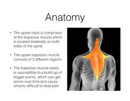 This muscle is located on the upper portion of the back anatomy, underneath the trapezius. Upper Back Pain Treatment