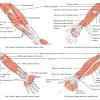 Muscle names can actually be used as a short cut to learn a muscle's location, shape and function. 1