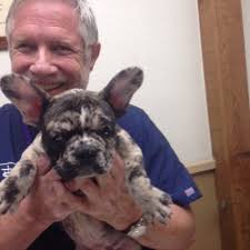 TOP 10 BEST Veterinary Care in Broward County, FL