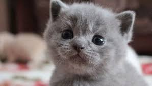 Ingiliz Bir Kedi Nasil Bakilir 44 Fotograf Bir Dairede Ingiliz Yavru Kedileri Yetistirme Ve Yetistirme Sac Ve Kulaklari Onemseme
