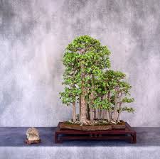 Artist: Mary Ege Additional Info: Monilaria Obconica and Graptosedom  Ghostly Photo: Mike Green