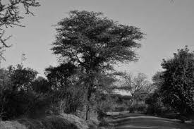 Image result for Physostigma mesoponticum