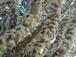 Image result for jabuticabeira em flor