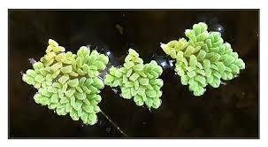 Image result for Azolla pinnata
