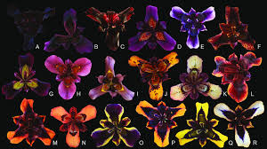 Image result for Moraea