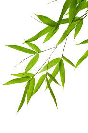 Bamboo Leaves High Resolution Image Of Wet Bamboo Leaves Isolated On A White B Aff Resolution Image Wet B Bamboo Leaves Palm Tree Art Bamboo Image