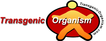 It has an altered genome. Learning From Transgenic Organism The Science Of Transgenic Technology The Science Of Transgenic Technology